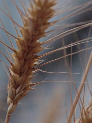 GRDC: Brand Film